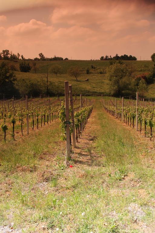 Agriturismo Le Casette Castelvetro di Modena Exteriör bild